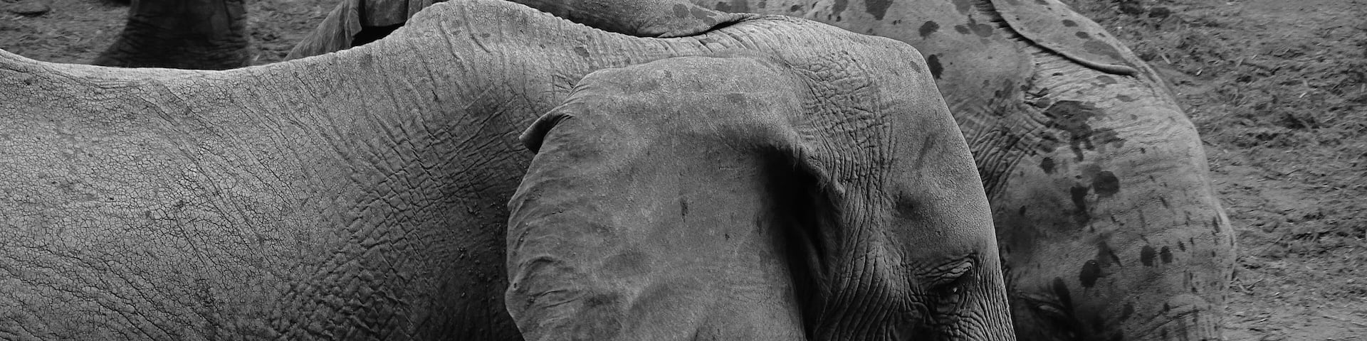 Wildlife at Sarova Salt Lick, Voi Kenya