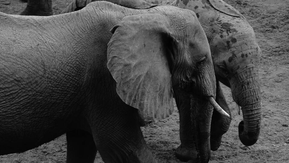 Two elephants with visible tusks and textured skin, standing on a dirt ground.