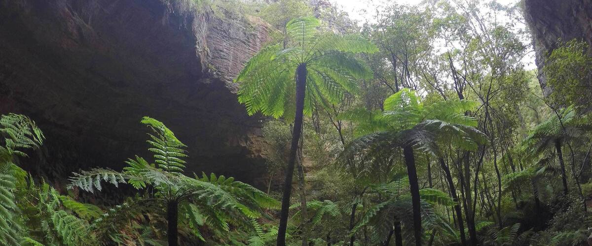 A forest with ferns and trees, a rocky cliff, and a cave opening.