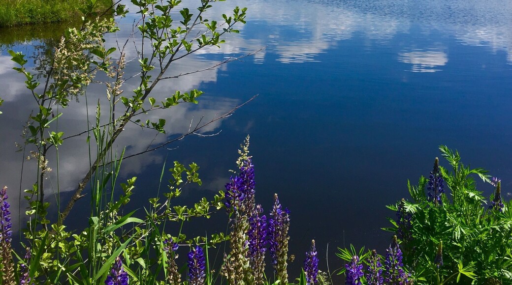 Quiet lake near Weißenstadt in the Fichtel Mountains, Bavaria
#AquaTrove