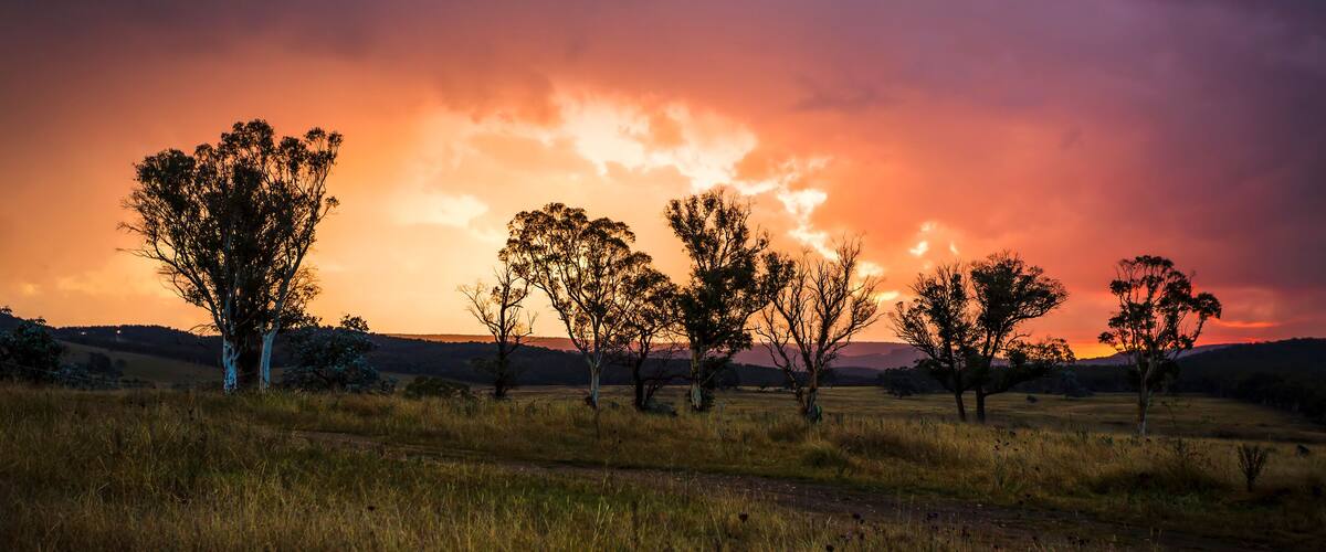 A sunset over a grassy field with several trees silhouetted against a colorful sky.