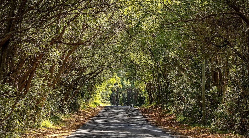 On the road to Nimbin from Byron Bay there are some great road views. This one just caught my eye, the covered road with the mottled sun coming through the hanging trees just makes me want to get out on the road and explore those areas you don’t see when you stick to the motorways. #OnTheRoad