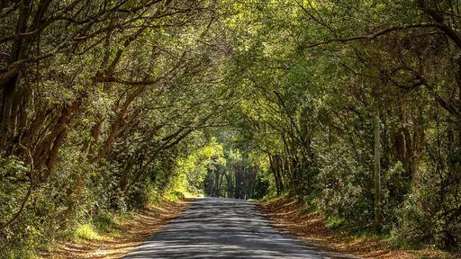 On the road to Nimbin from Byron Bay there are some great road views. This one just caught my eye, the covered road with the mottled sun coming through the hanging trees just makes me want to get out on the road and explore those areas you don’t see when you stick to the motorways. #OnTheRoad