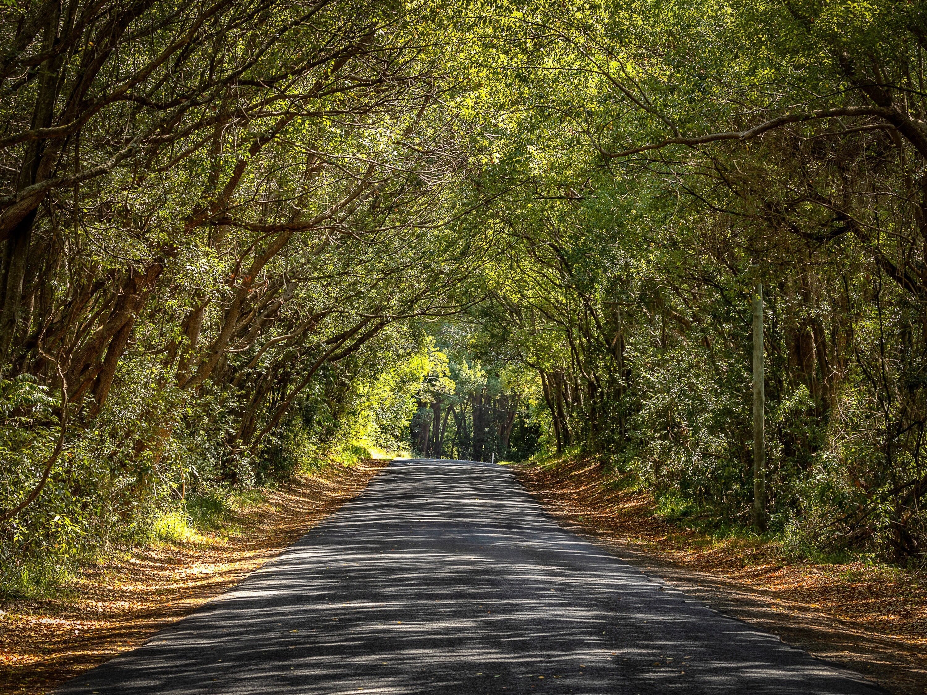 A road flanked by dense green trees.