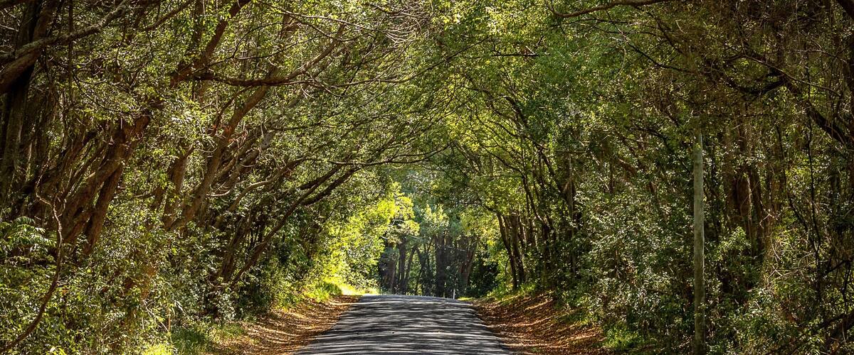 A road flanked by dense green trees.
