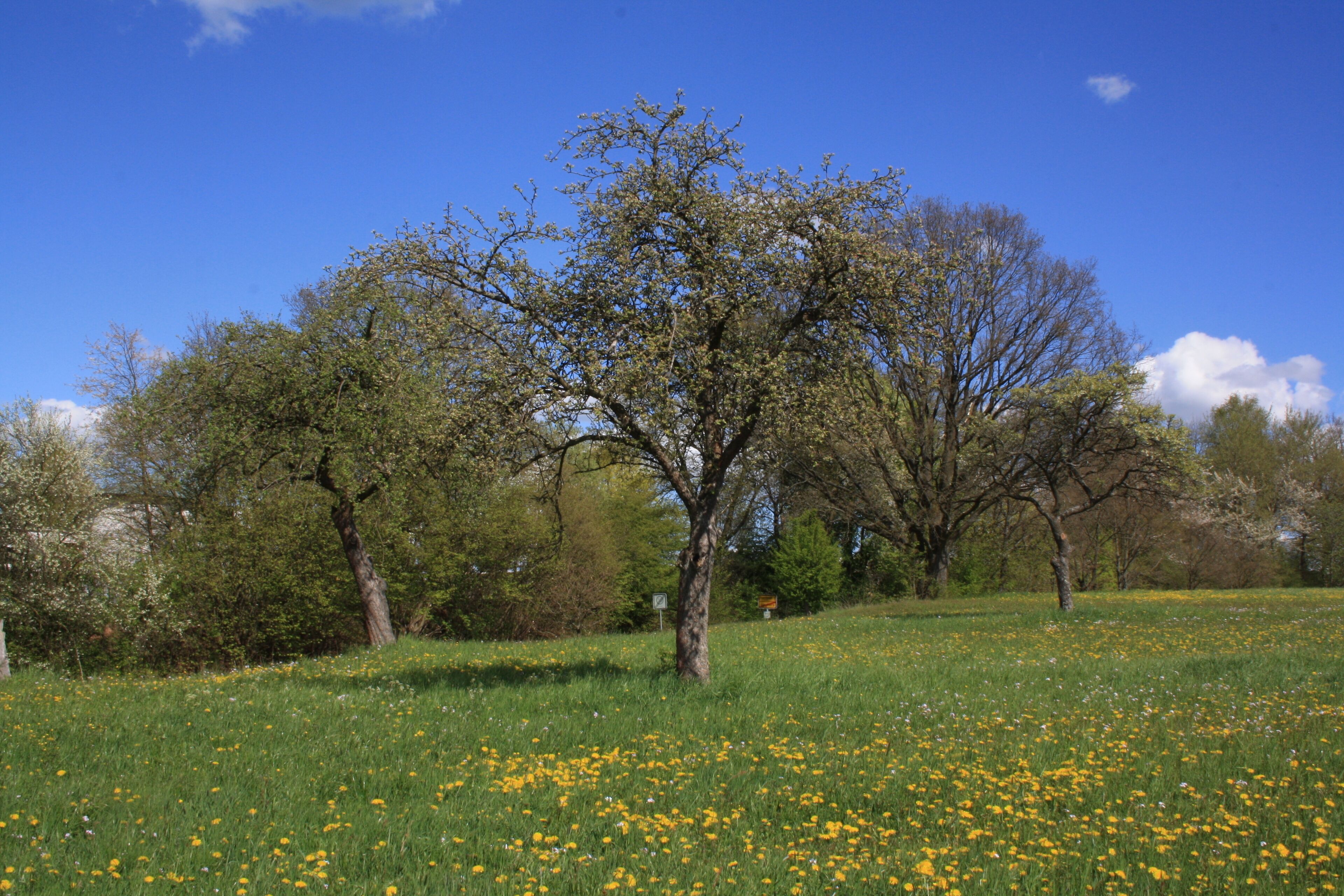 Streuobstbäume, Landschaftsschutzgebiet „Hessische Rhön“