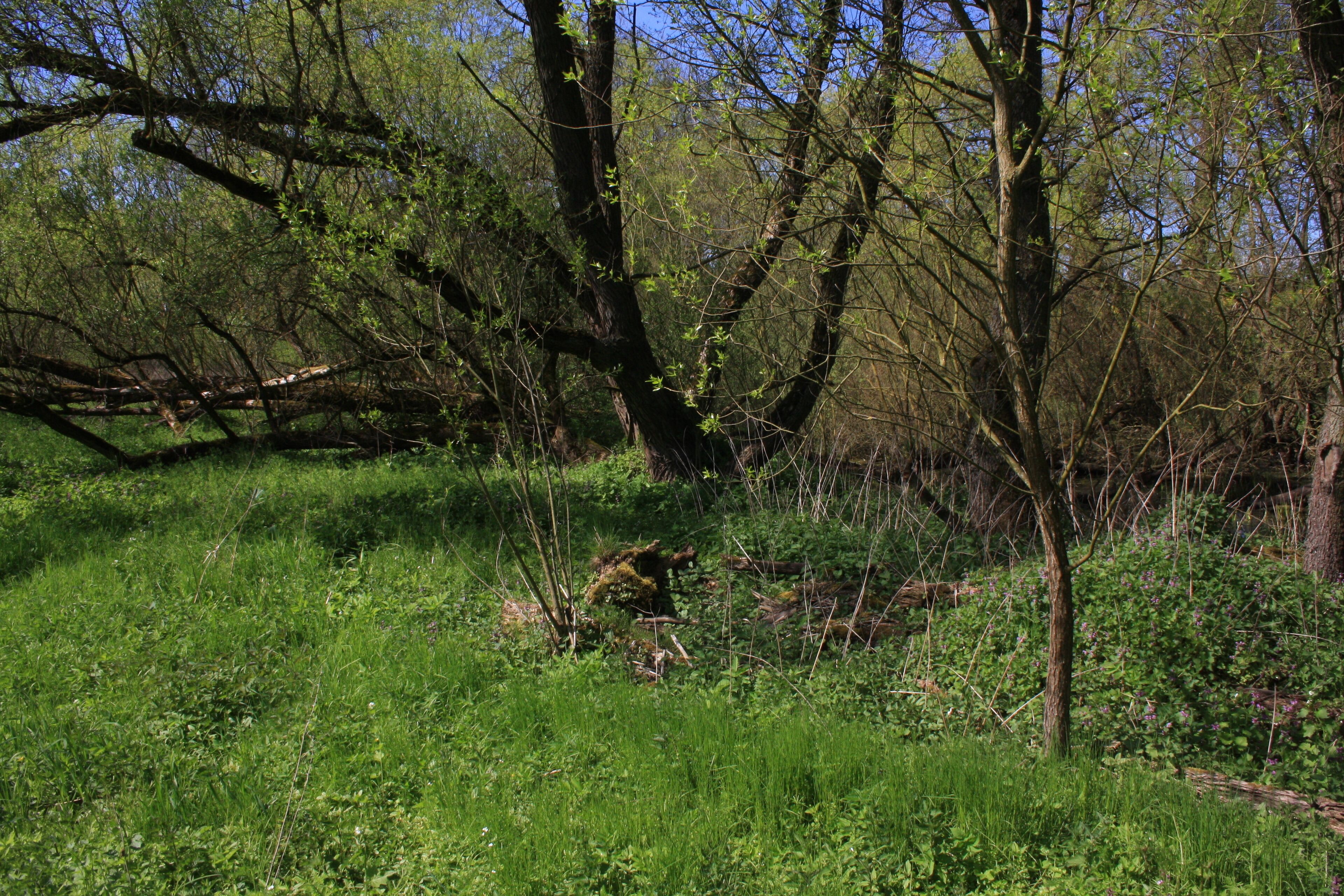 Naturschutzgebiet und Naturdenkmal "Tümpel an der Fliede