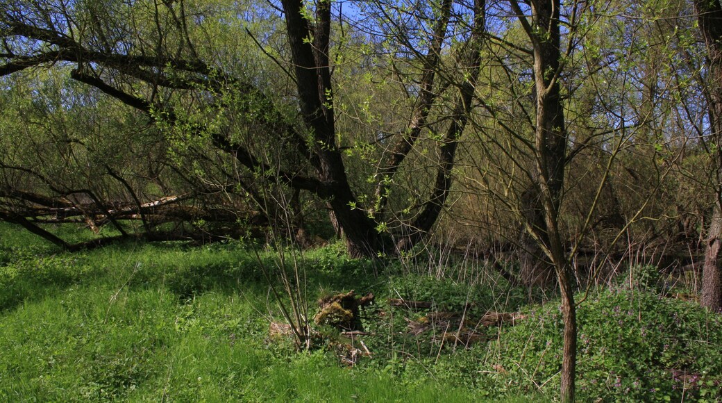 Naturschutzgebiet und Naturdenkmal "Tümpel an der Fliede