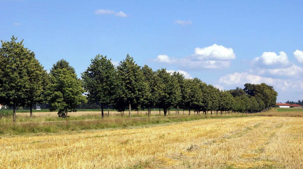 Lindenallee bei Bronnzell