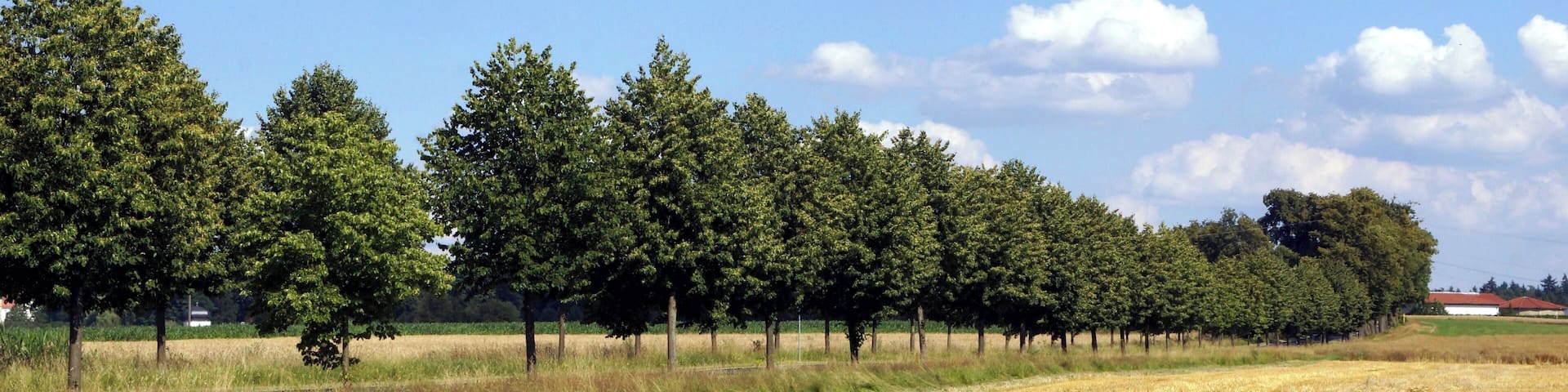 Lindenallee bei Bronnzell