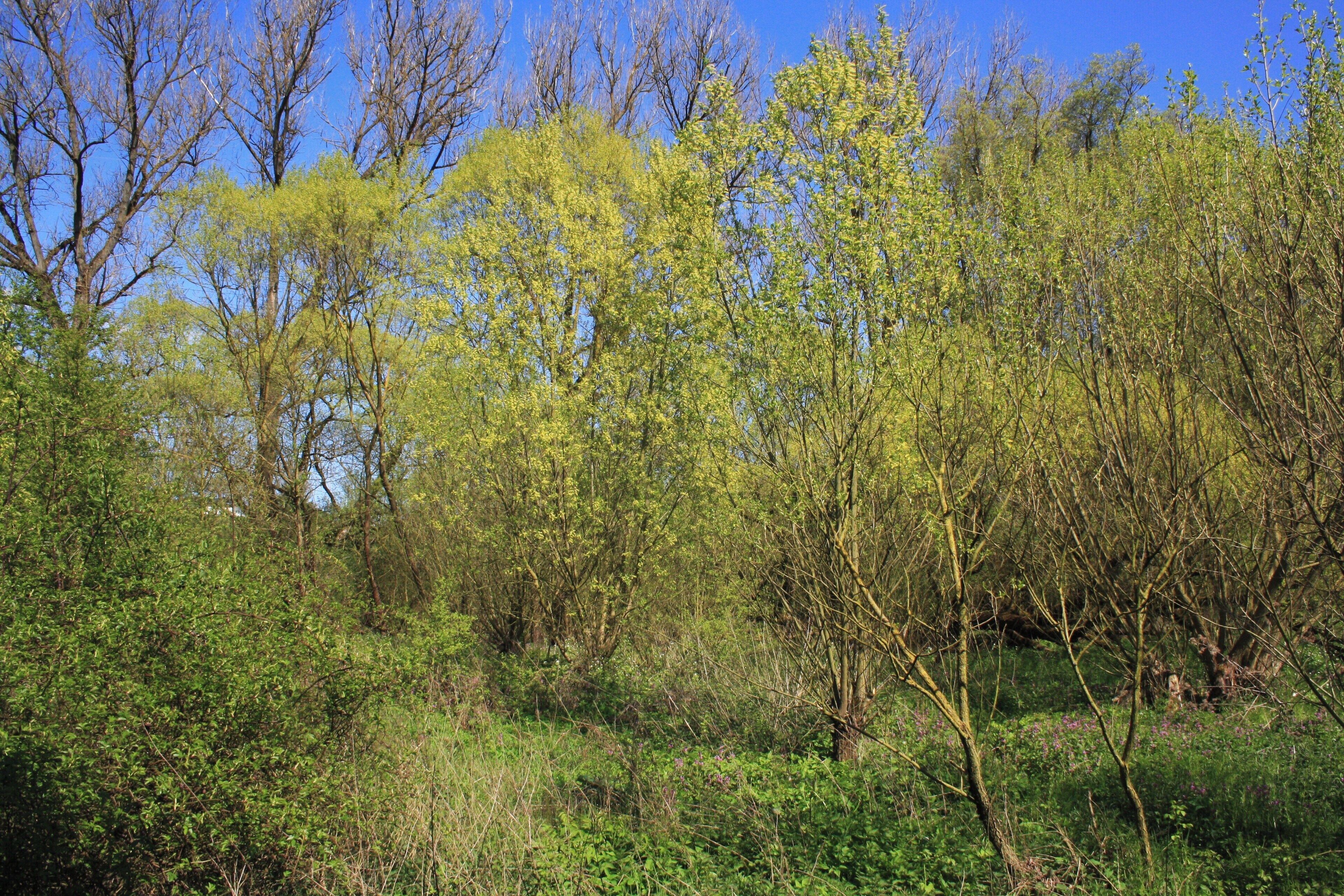Naturschutzgebiet und Naturdenkmal "Tümpel an der Fliede"