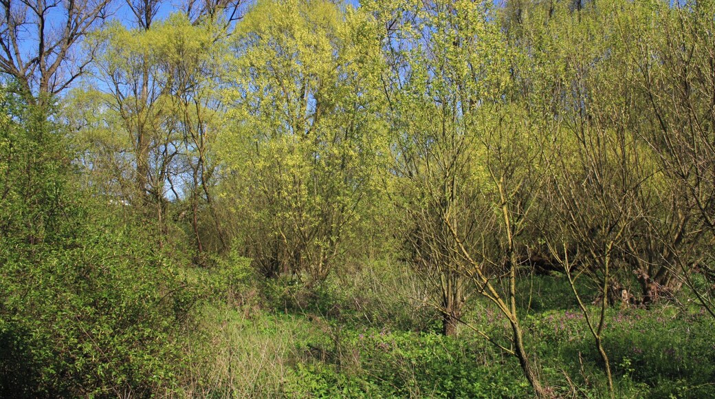 Naturschutzgebiet und Naturdenkmal "Tümpel an der Fliede"