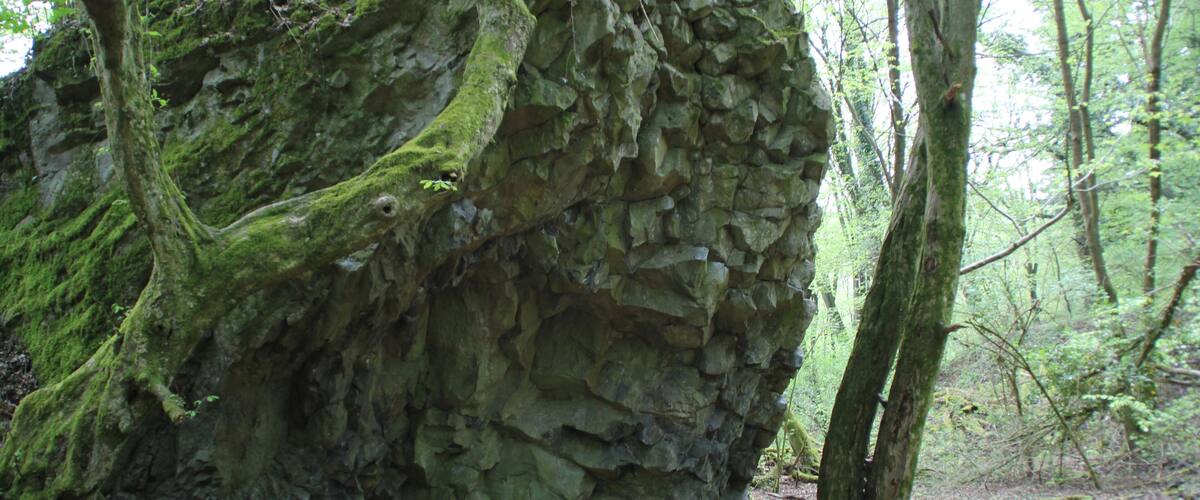 A large moss-covered rock formation in a forest.