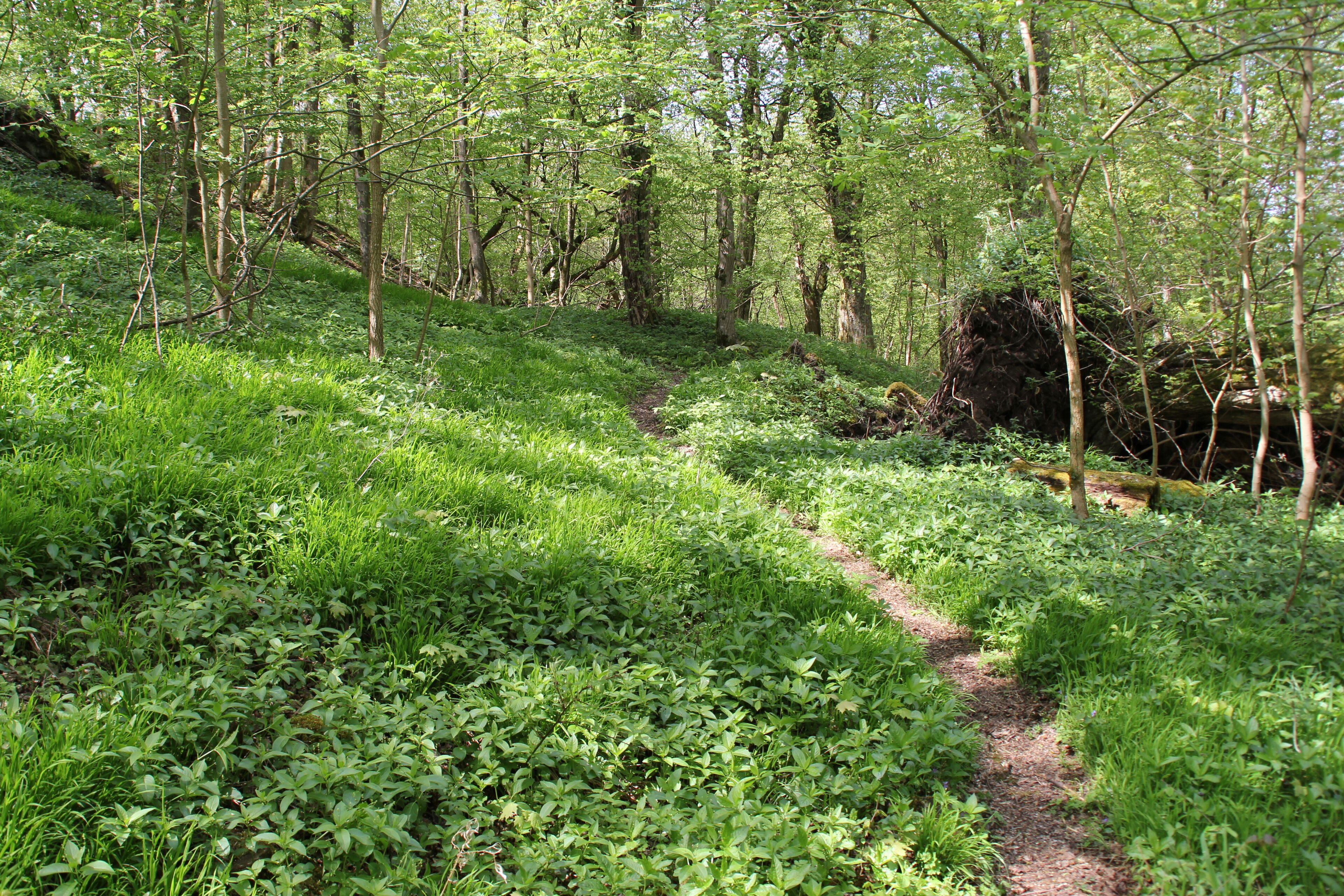 Im Naturschutzgebiet Beilstein bei Lettgenbrunn im Spessart