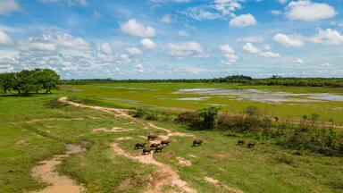 Capybaras grazing in Hato La Aurora, Casanare, Colombia with lush greenery