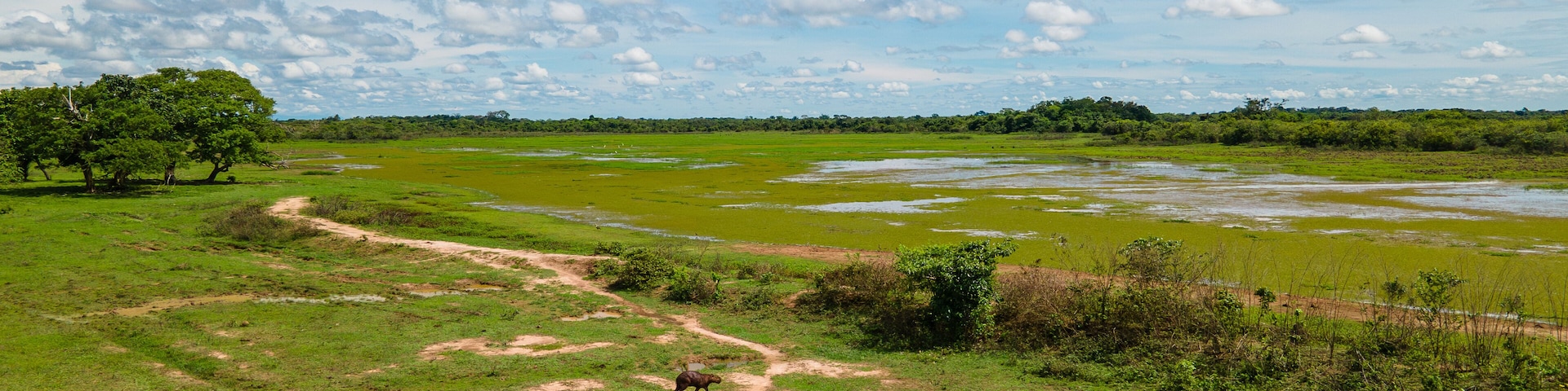 Capybaras grazing in Hato La Aurora, Casanare, Colombia with lush greenery