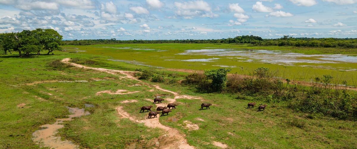 A herd of elephants in a green landscape with a clear sky.
