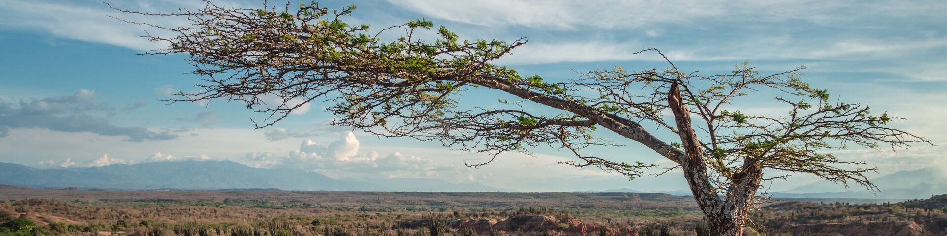 A lone tree standing on the edge of a cliff overlooking the landscape of clay formations and cactus in the red Tatacoa desert, a semi arid dry tropical forest, near Neiva, Colombia.
