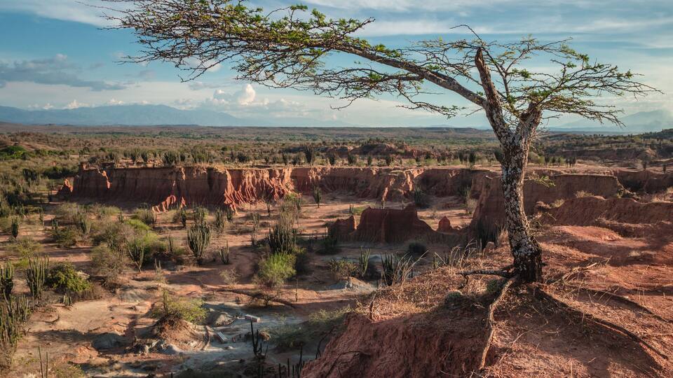 A desert landscape with a prominent tree, red rock formations, and sparse vegetation.