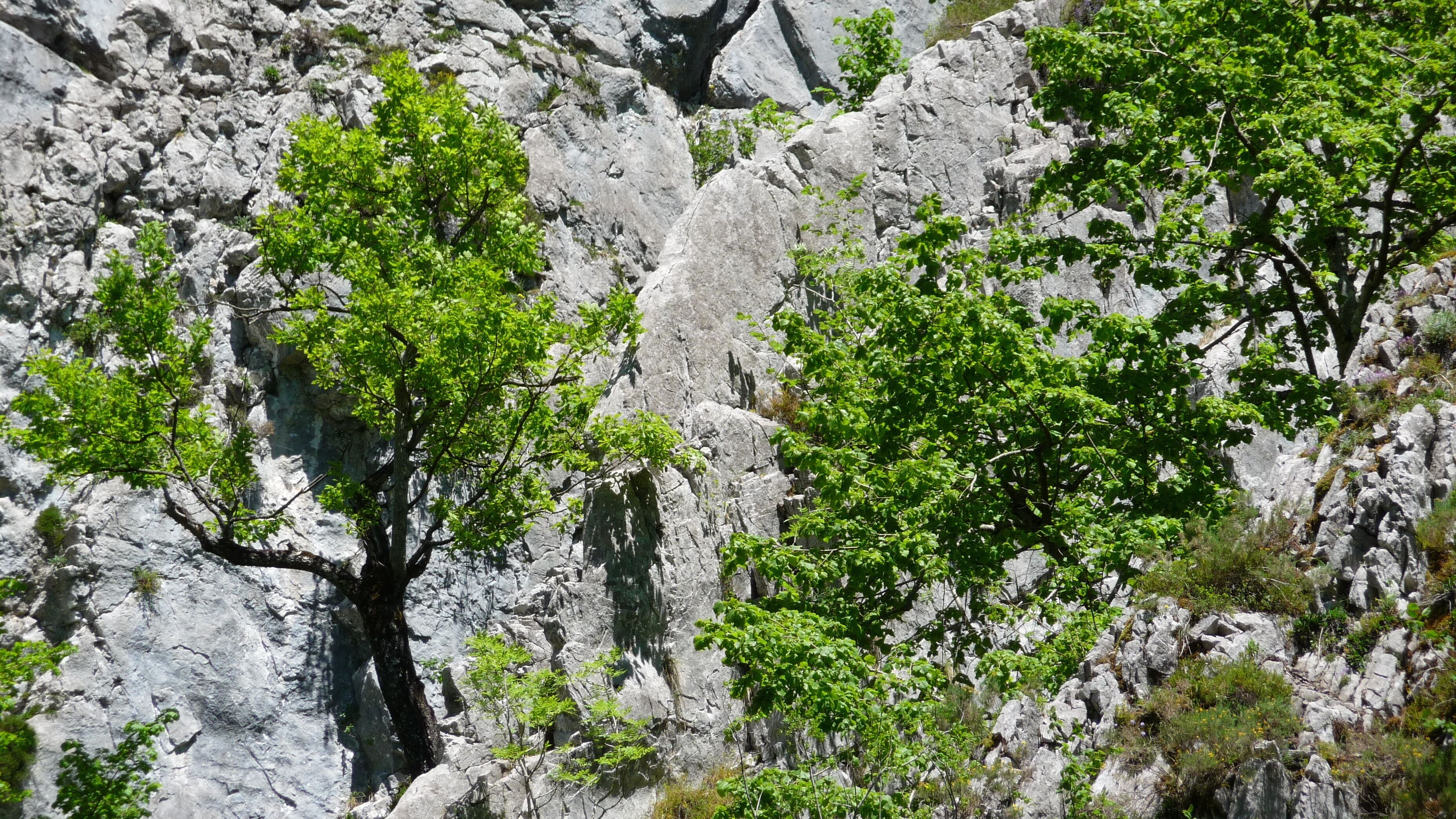 Senda del Alba_árboles en la roca