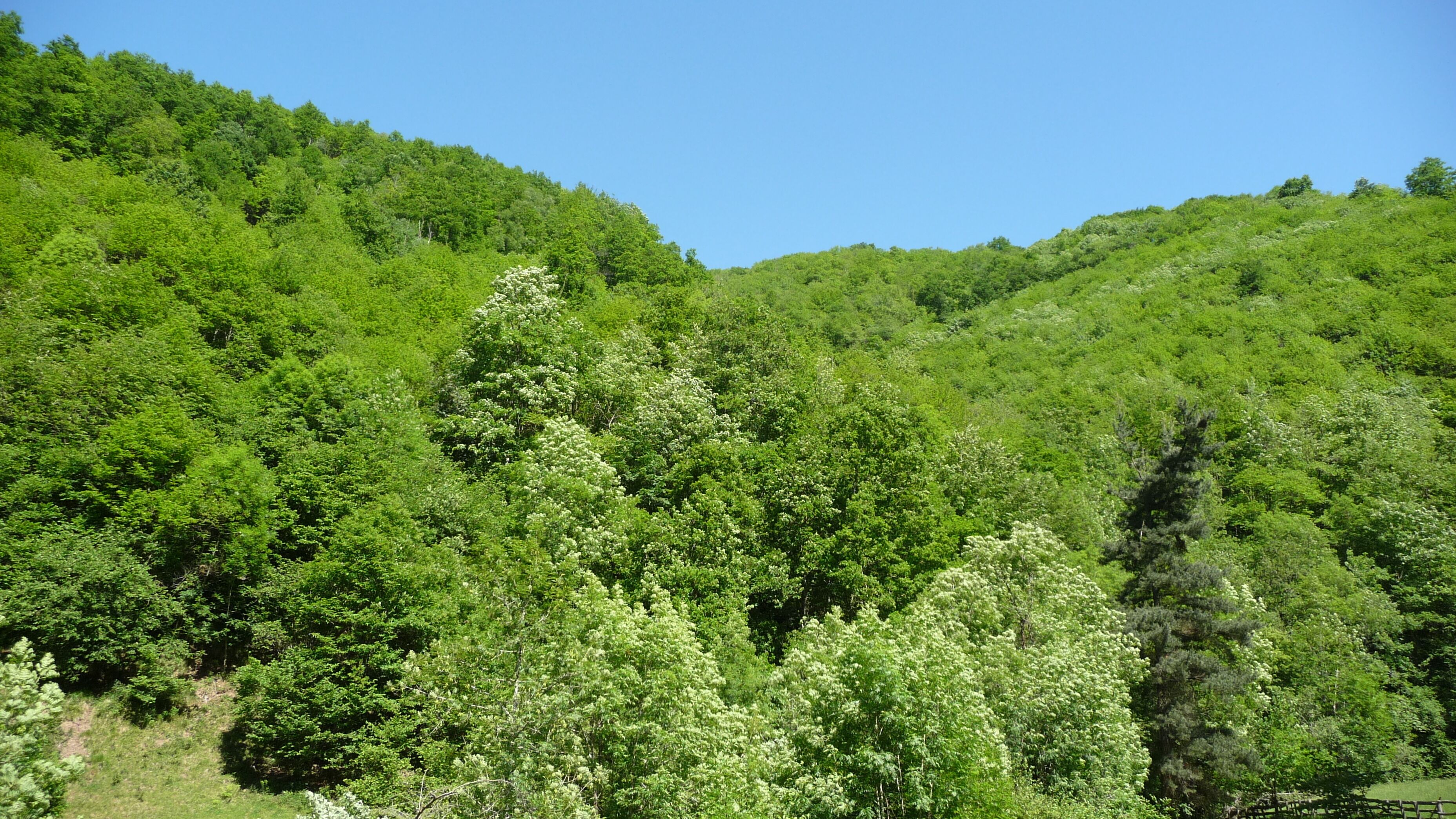 Bosque en la Ruta del Alba