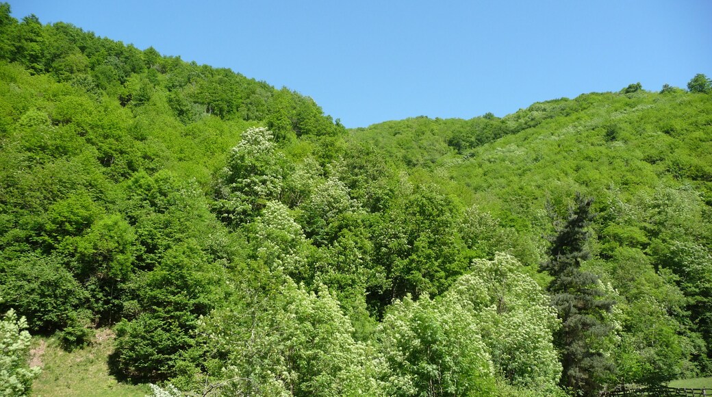 Bosque en la Ruta del Alba