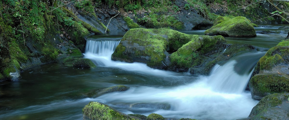 A stream flowing over moss-covered rocks in a forested area.