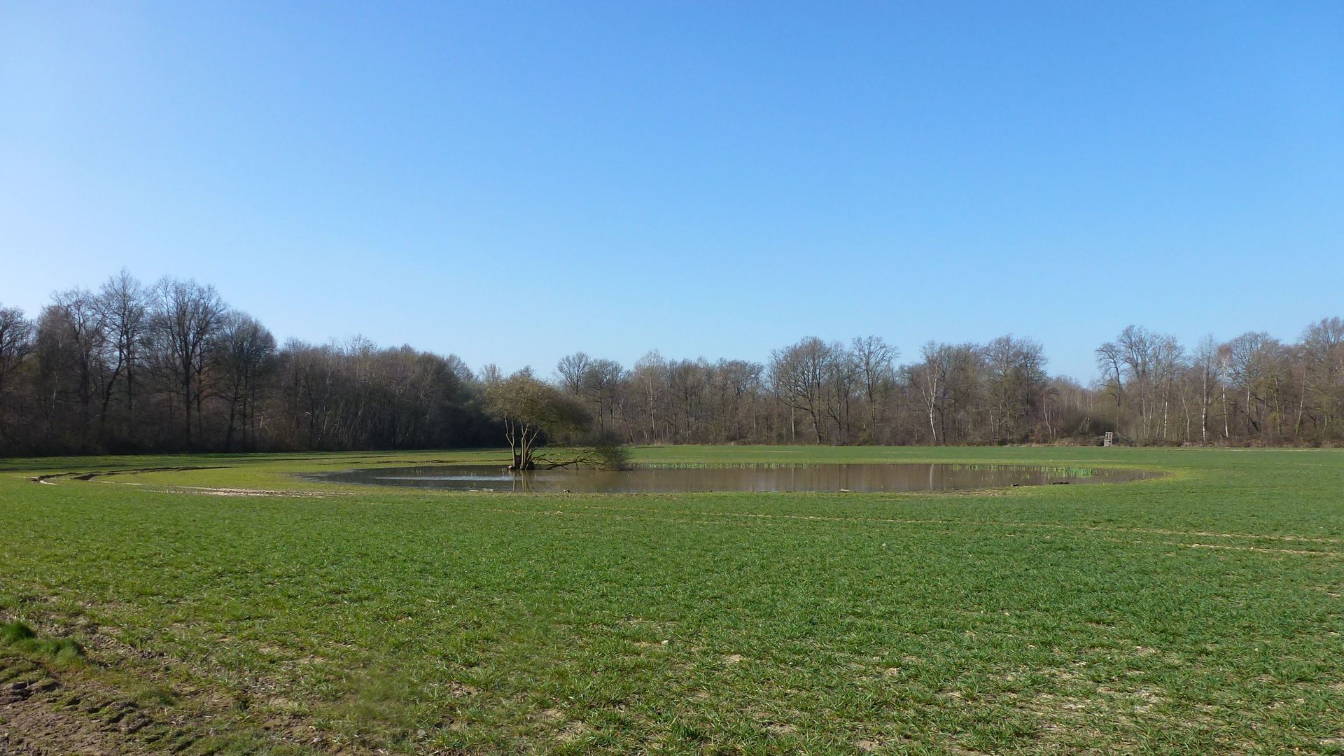 Mare entre la Forêt de la Léchelle et le Bois Bateau (1)