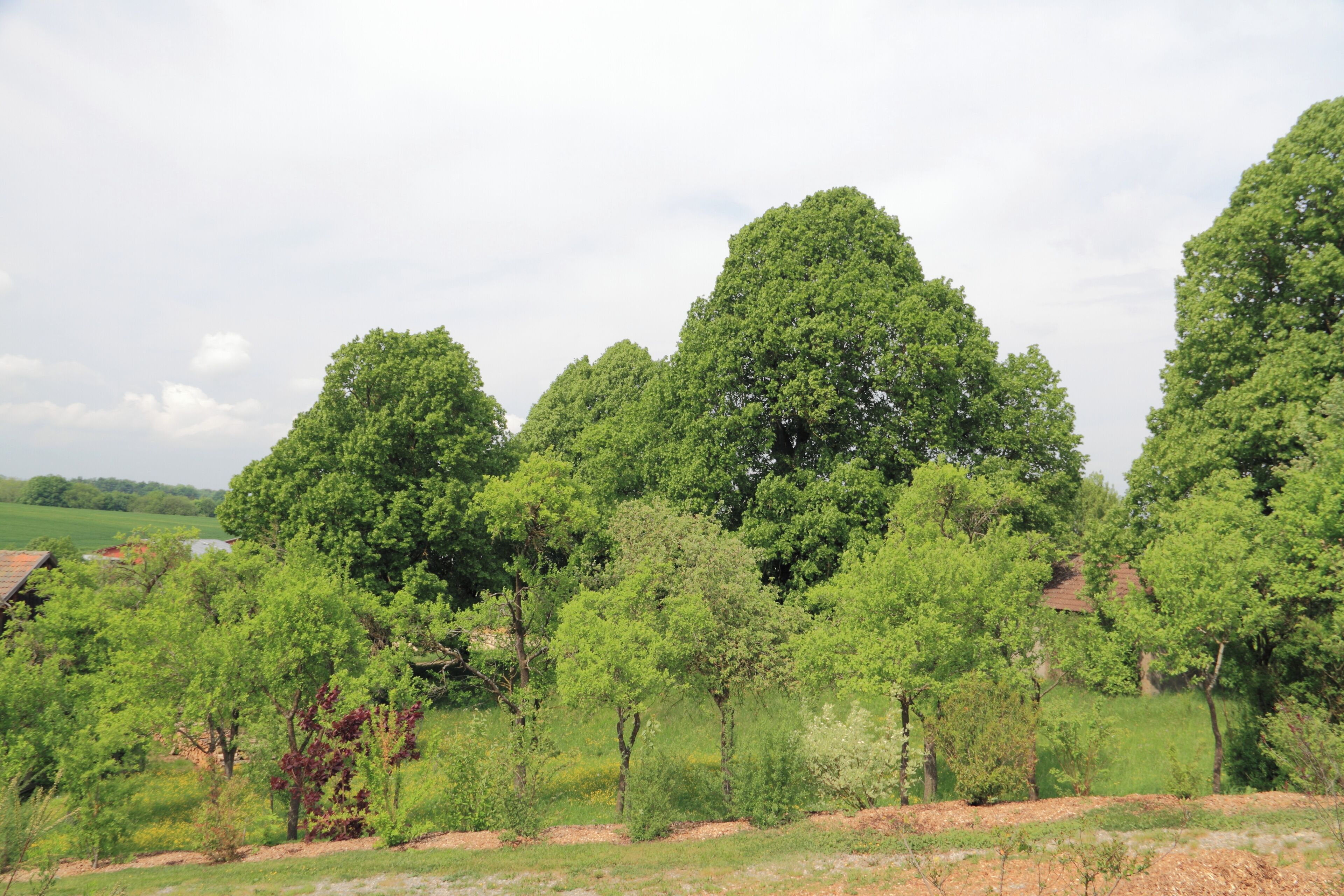 Die unter Naturschutz stehenden Linden Mittelweg beim Creglinger Ortsteil Oberrimbach. SGNr. 81280200030.