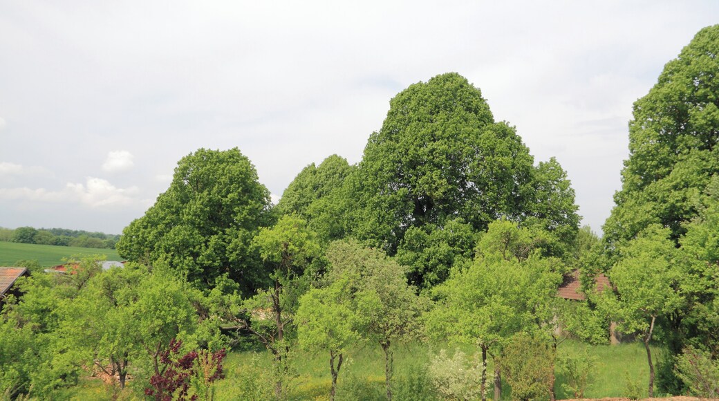 Die unter Naturschutz stehenden Linden Mittelweg beim Creglinger Ortsteil Oberrimbach. SGNr. 81280200030.