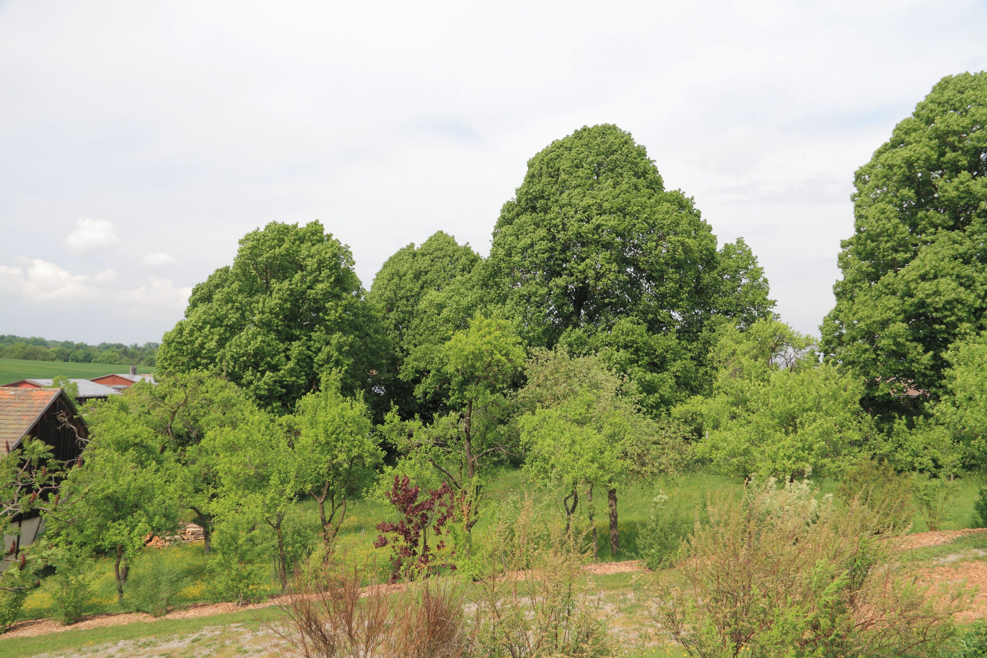 Die unter Naturschutz stehenden Linden Mittelweg beim Creglinger Ortsteil Oberrimbach. SGNr. 81280200030.