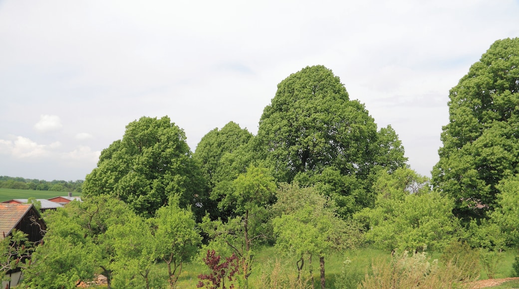 Die unter Naturschutz stehenden Linden Mittelweg beim Creglinger Ortsteil Oberrimbach. SGNr. 81280200030.