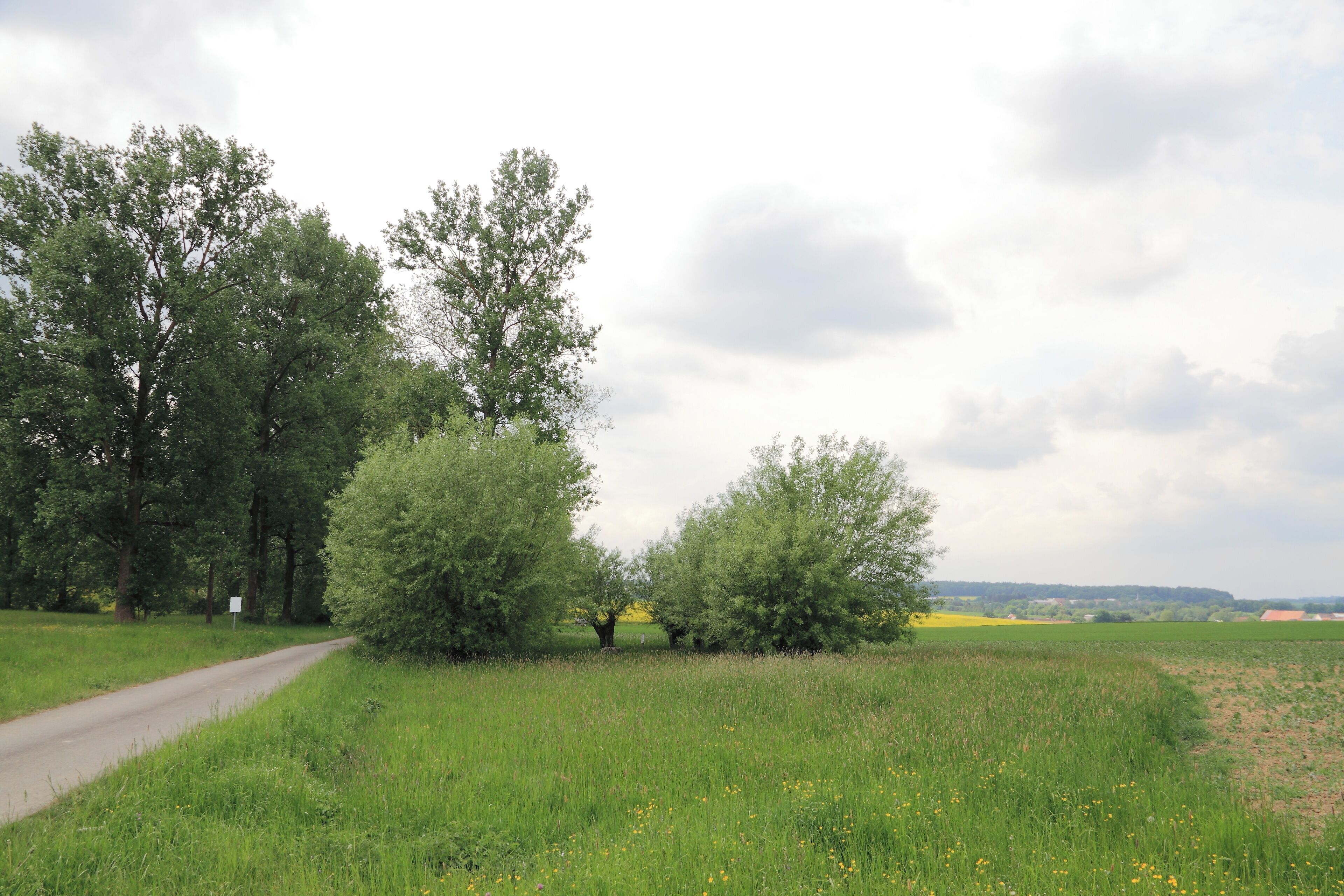 Die Kopfweidengruppe mit Taufstein aus dem 2.–3. Jahrh. Selberten in der Nähe des Creglinger Ortsteils Oberrimbach. SGNr. 81280200031.