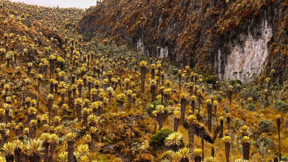 A dense cluster of tall, spiky plants with yellow flowers in a mountainous area.