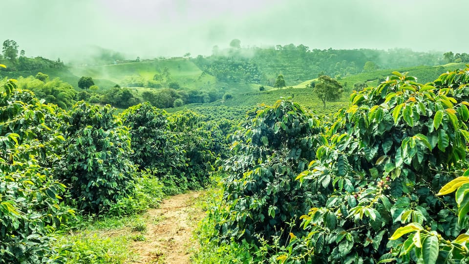 A lush tea plantation with a dirt path winding through rows of tea bushes.