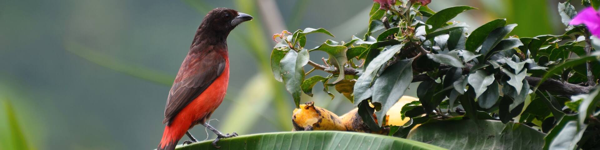 Crimson-backed Tanager sitting on palm leaf