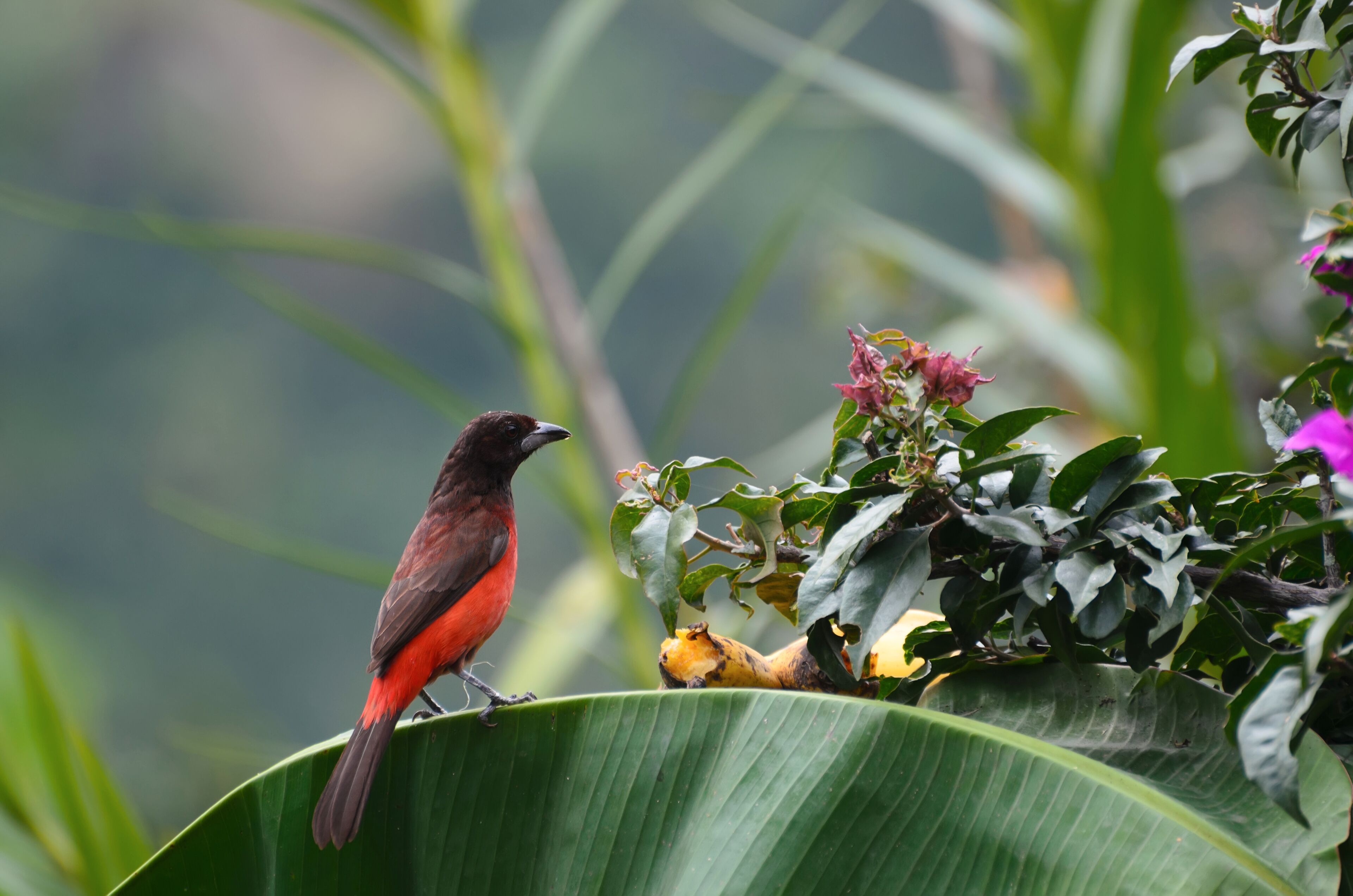 A bird perched on a leaf.
