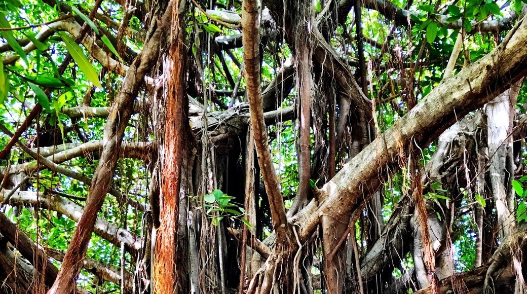 #CostaRica #Guanascate #tree