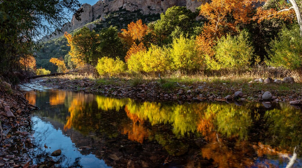 Bright Fall foliage reflects in the waters of Cave Creek. Cave Creek Canyon in the Chiricahua Mountains near Portal, Arizona.