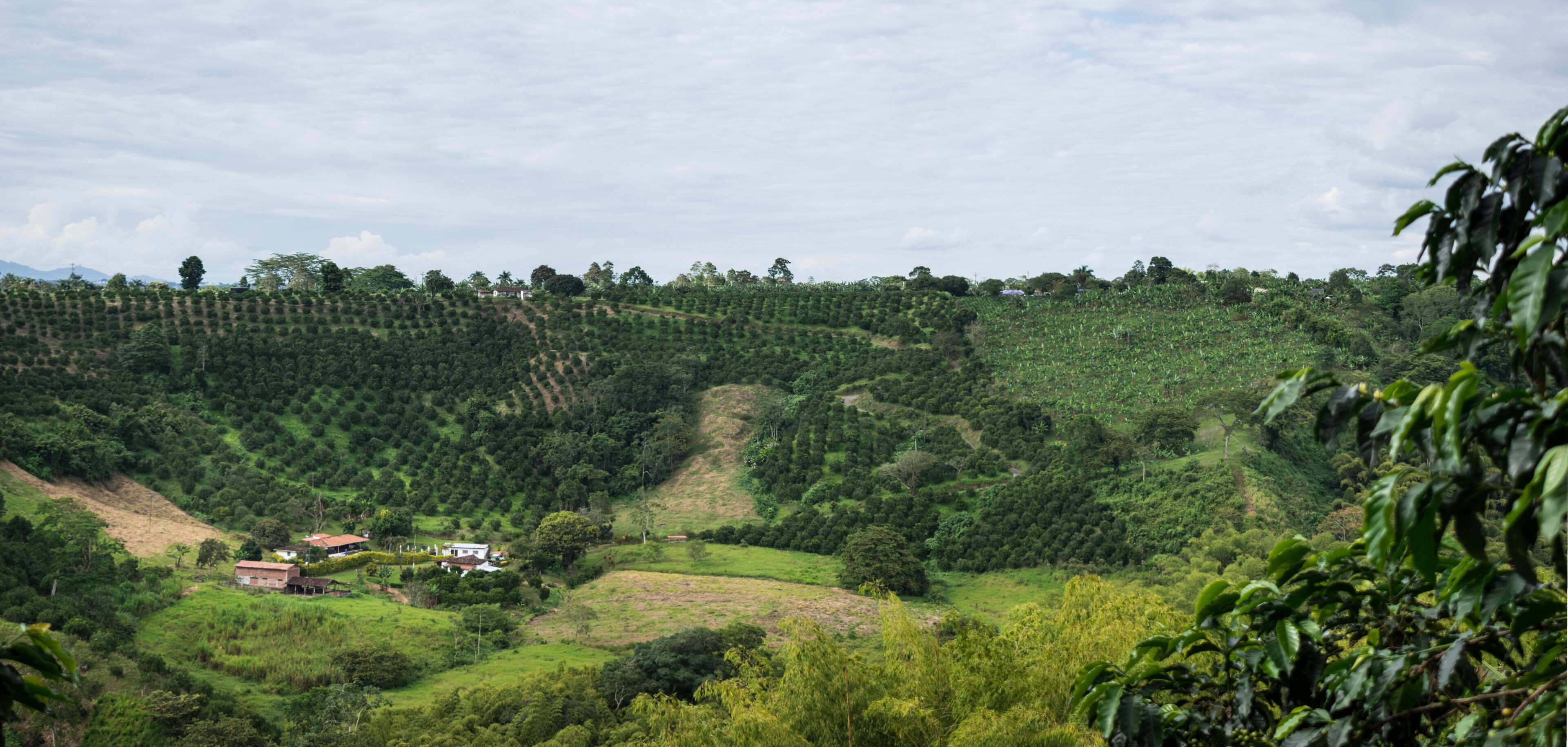 Landscape of a traditional coffee farm under a cloudy sky in Quindio, Colombia