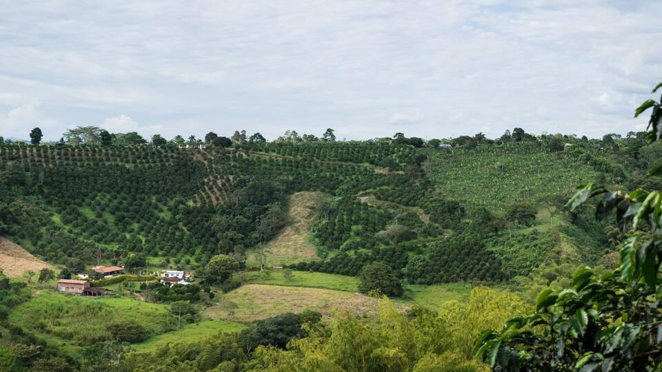 A lush green valley with terraced coffee plantations and a few houses.