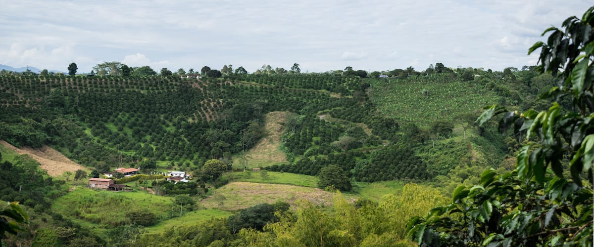 A lush green valley with terraced coffee plantations and a few houses.
