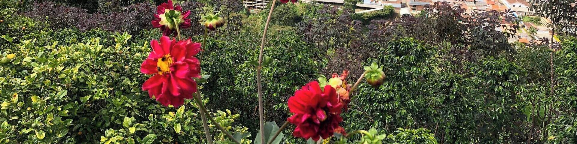 Beautiful Jardin, Colombia