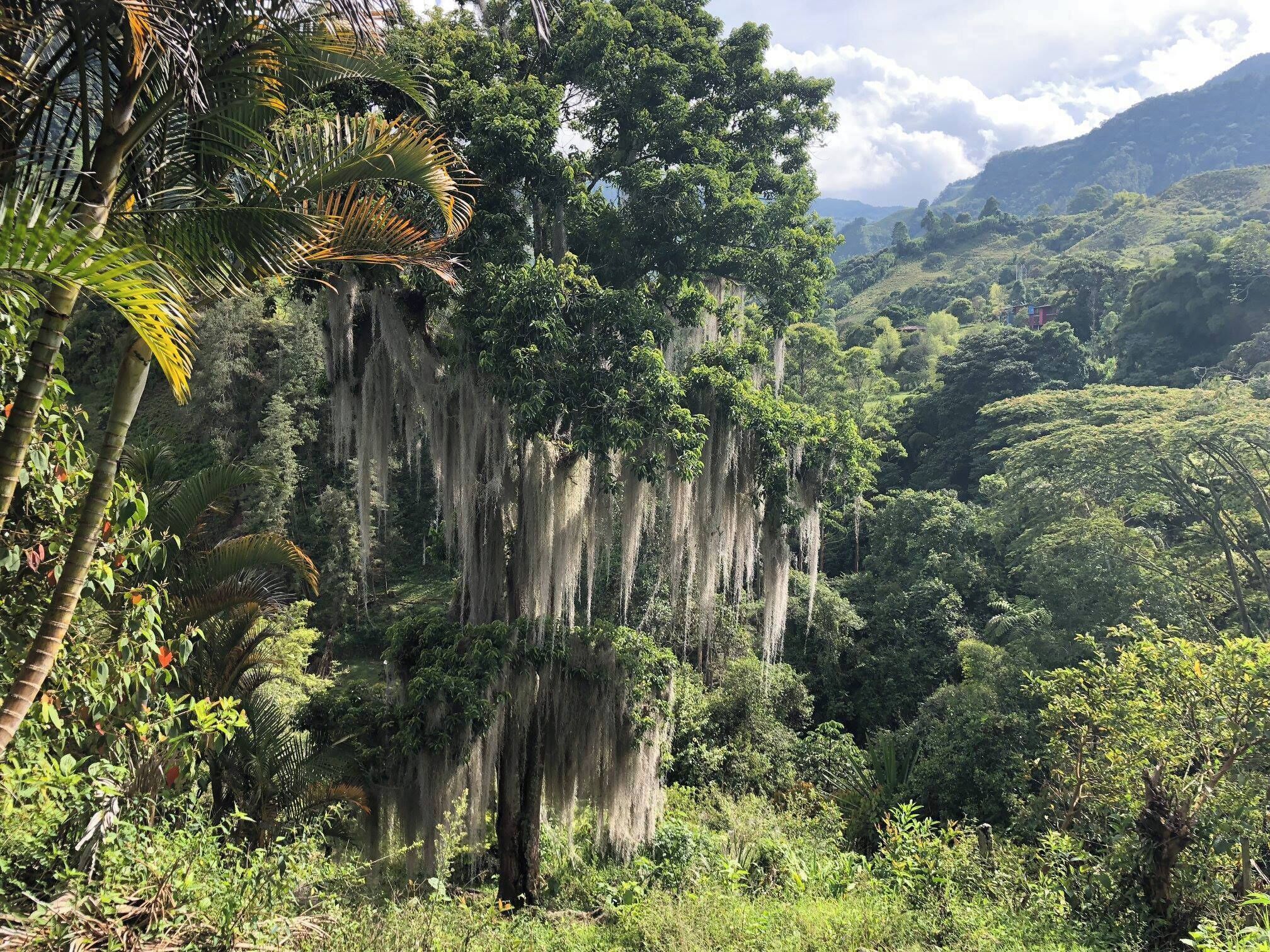 Very interesting trees around Jardin, Colombia