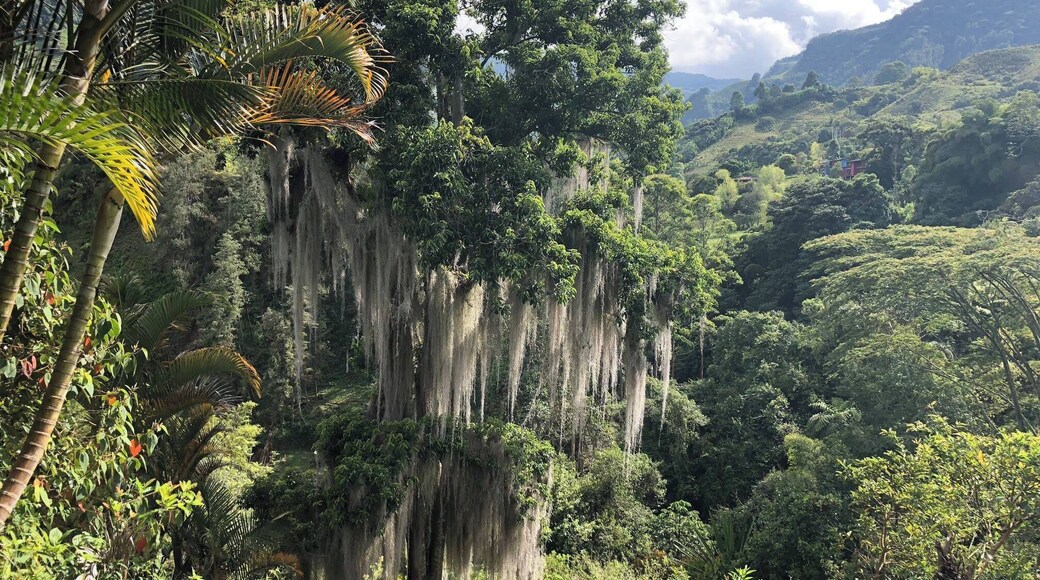 Very interesting trees around Jardin, Colombia