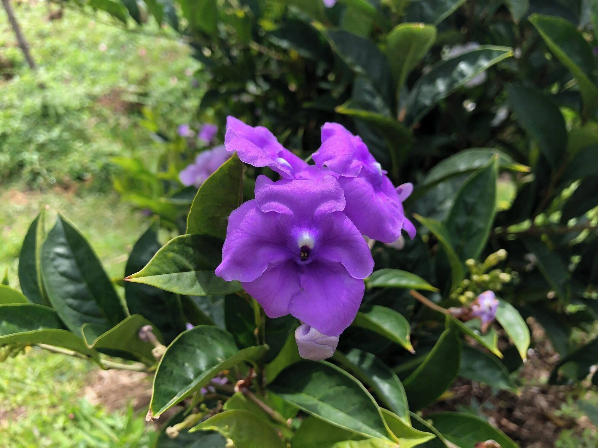 Beautiful wild orchid in Jardin, Colombia. Looks like lips and eyes.