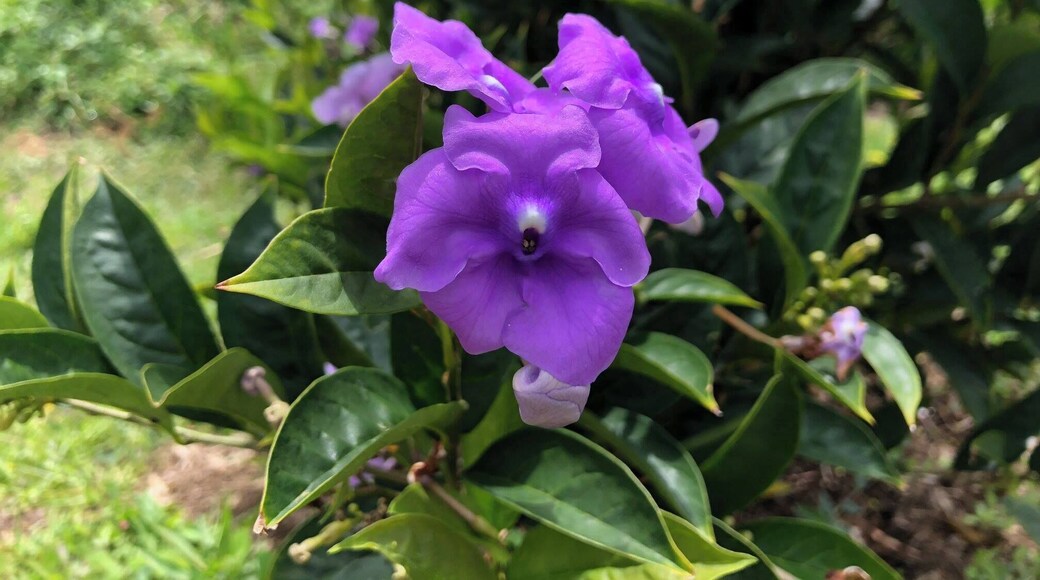 Beautiful wild orchid in Jardin, Colombia. Looks like lips and eyes.