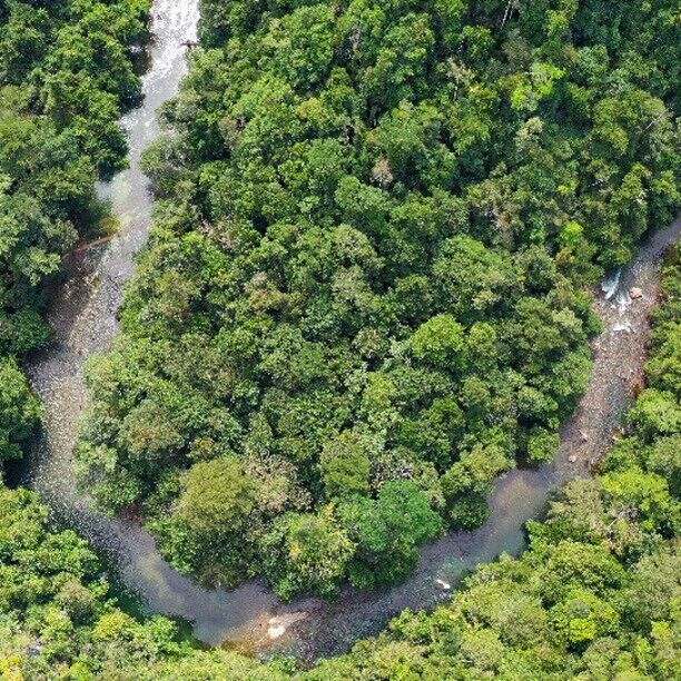 An aerial view of a dense forest with a winding river.