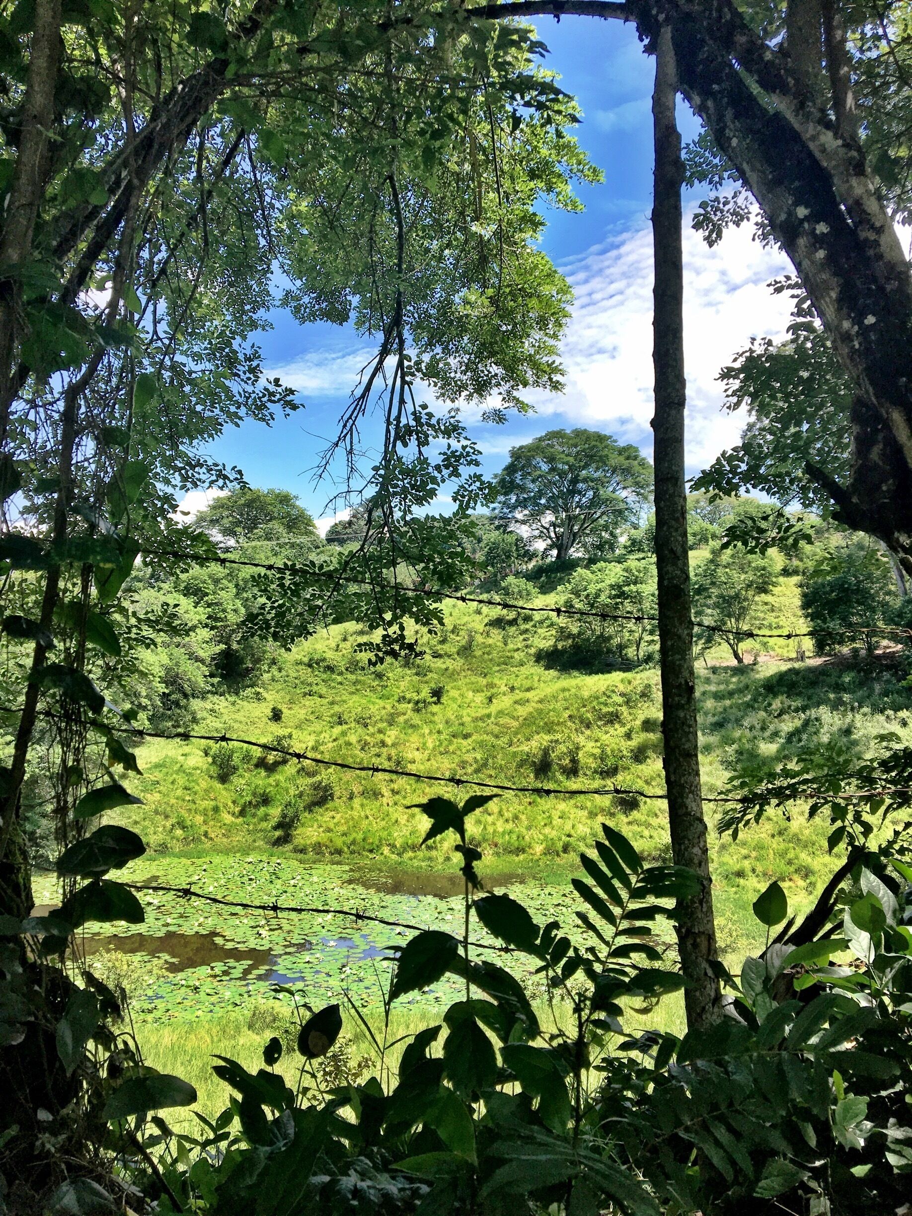 Although you can't really tell, this lake was invaded with blooming white lotus flowers. It was so beautiful. #lake #WhiteLotus #jungle 