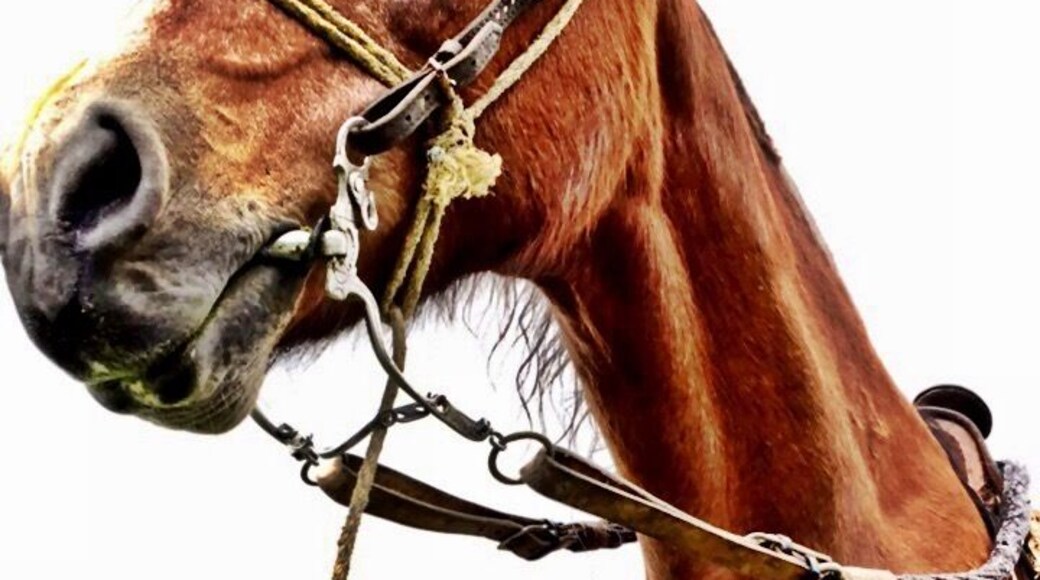 #Horse #FarmLife #Colombia #TheAndes #CowGirl #Partner